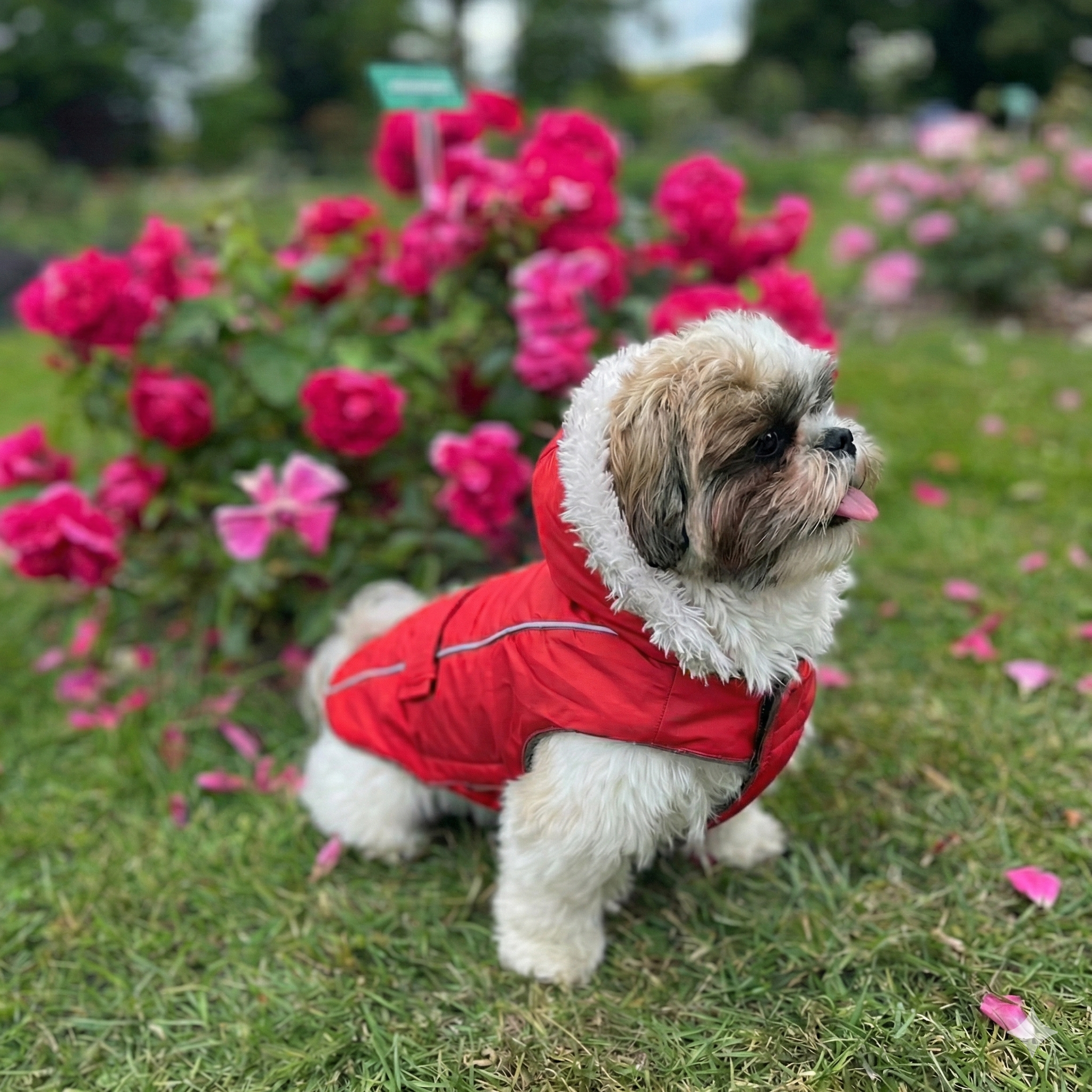 Doudoune SOFTY à capuche